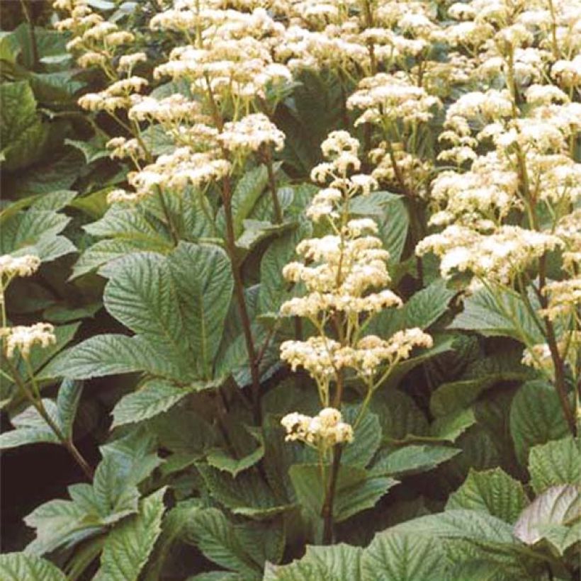 Rodgersia aesculifolia Irish Bronze (Porte)