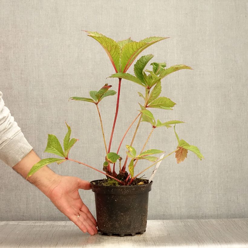 Ejemplar de Rodgersia pinnata Chocolate Wings en pot de 2/3 litres entregado en otoño