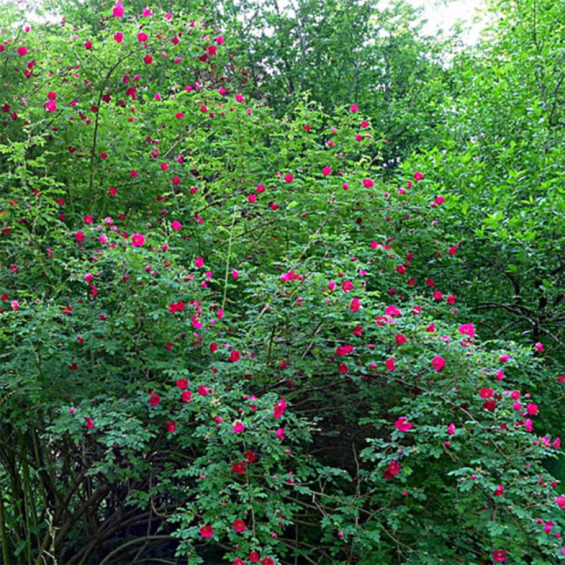 Rosa moyesii Geranium (Porte)