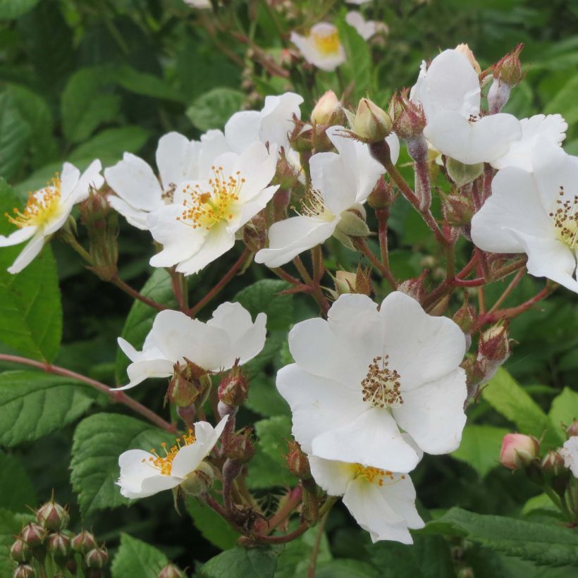 Rosal multiflora  -Rosal trepadora (Floración)