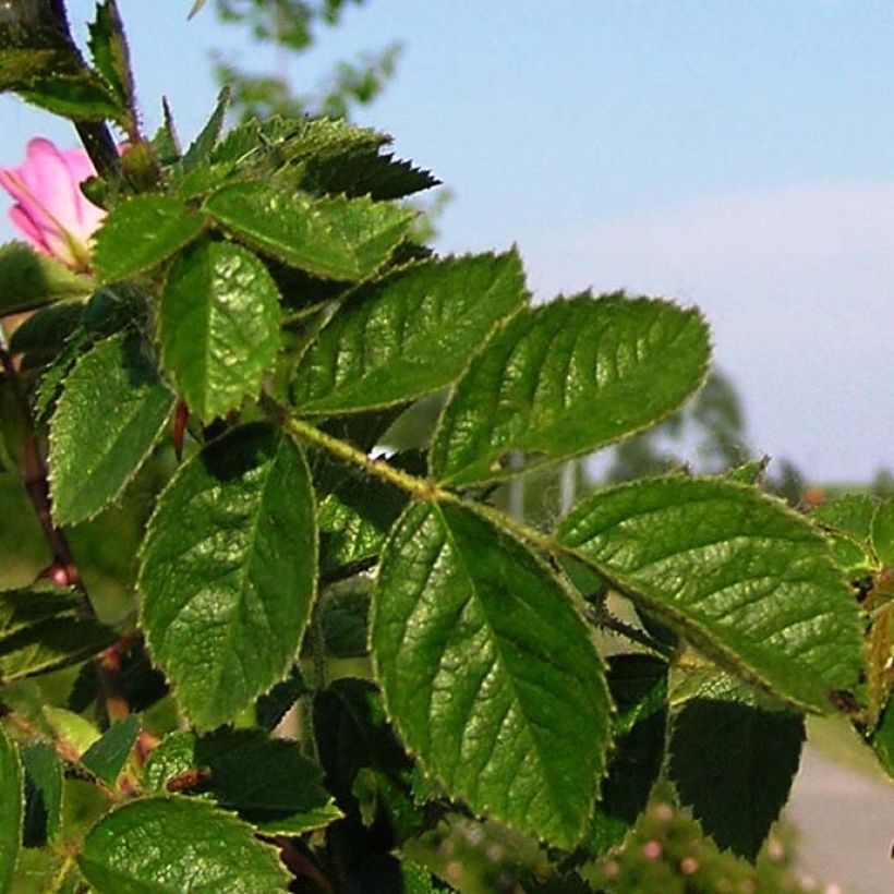 Rosa rubiginosa - Rosa mosqueta (Follaje)