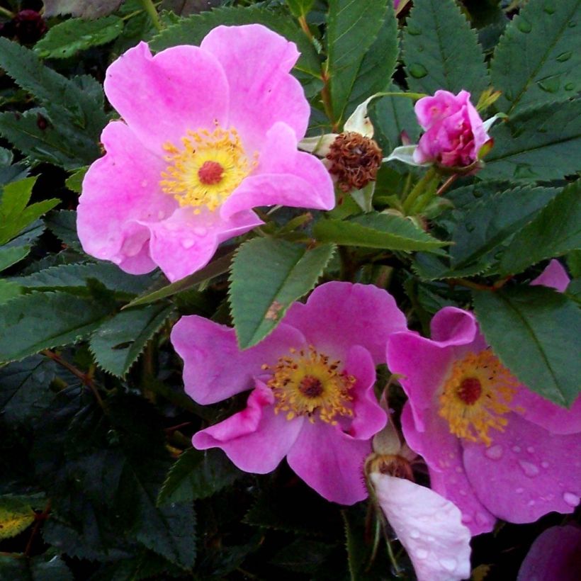 Rosa virginiana - Rosa de Virginia (Floración)