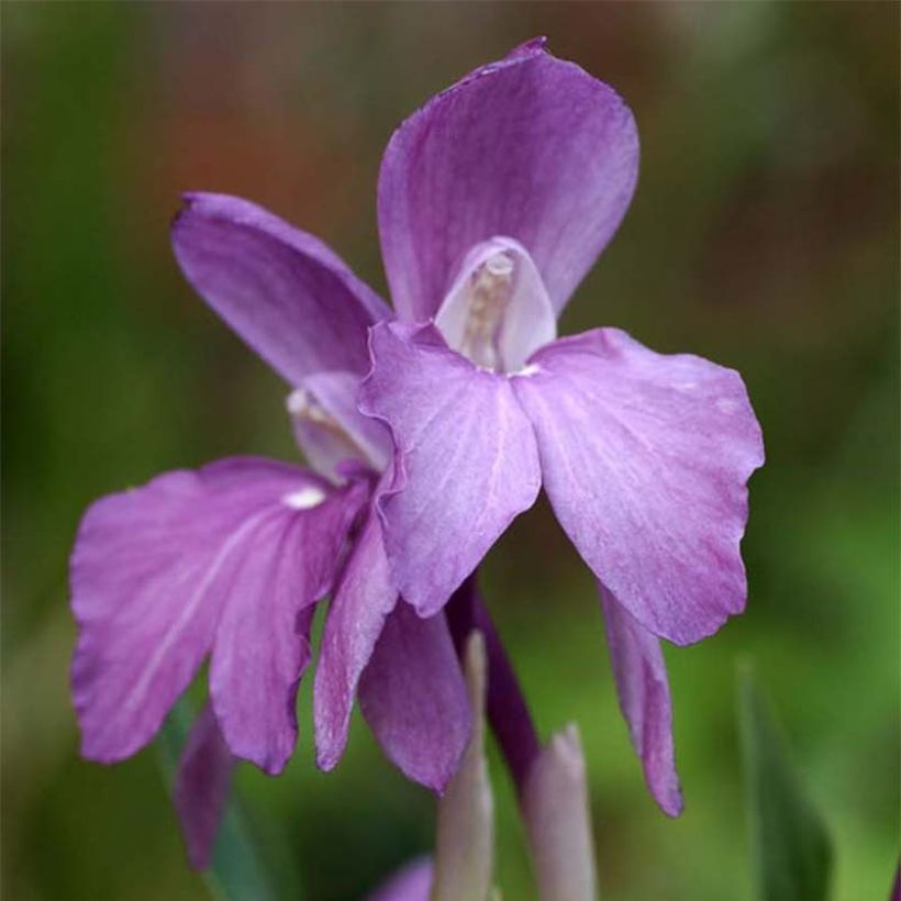 Roscoea humeana (Floración)