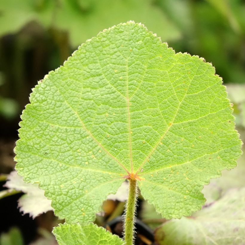 Alcea rosea Chater's Double pourpre - Malva real (Follaje)