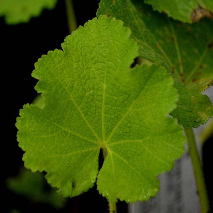 Alcea rosea Chatter's Red - Malva real (Follaje)