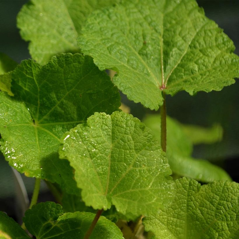 Alcea rosea Nigra - Malva real (Follaje)