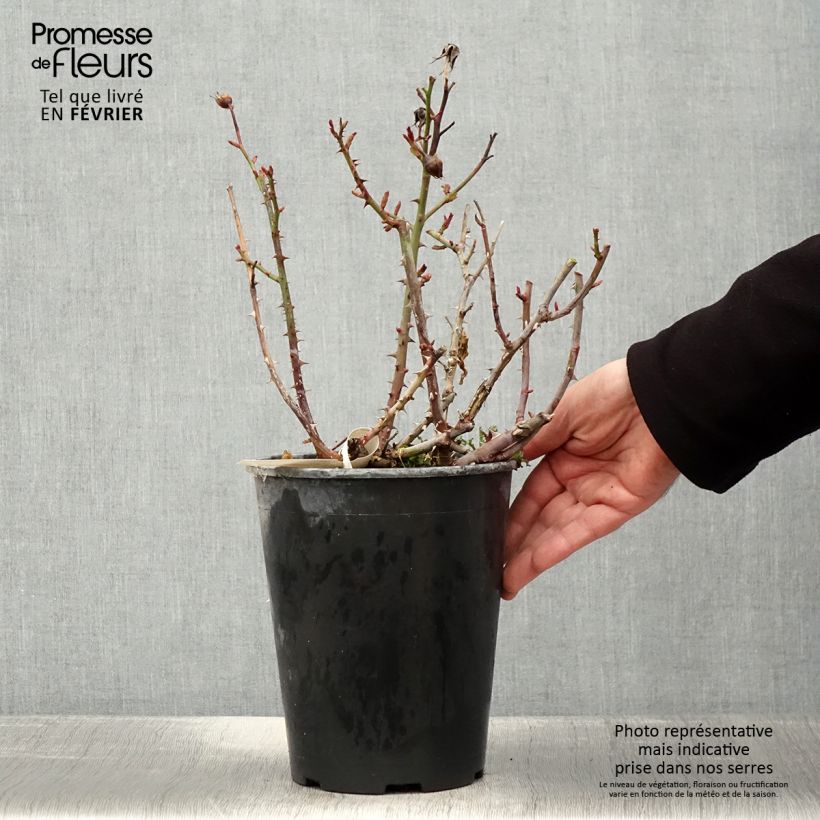 Rosier à fleurs groupées Abbatiale de Pontigny - pot de 4L/5L Ejemplar entregado en invierno