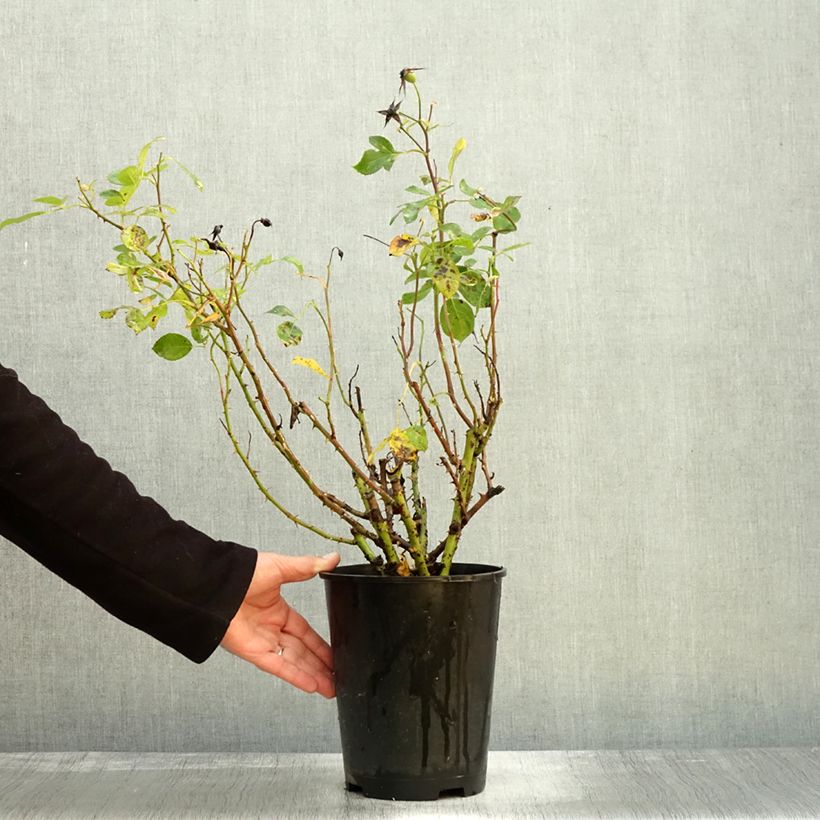 Ejemplar de Rosier à fleurs groupées Alain en pot de 3L entregado en otoño