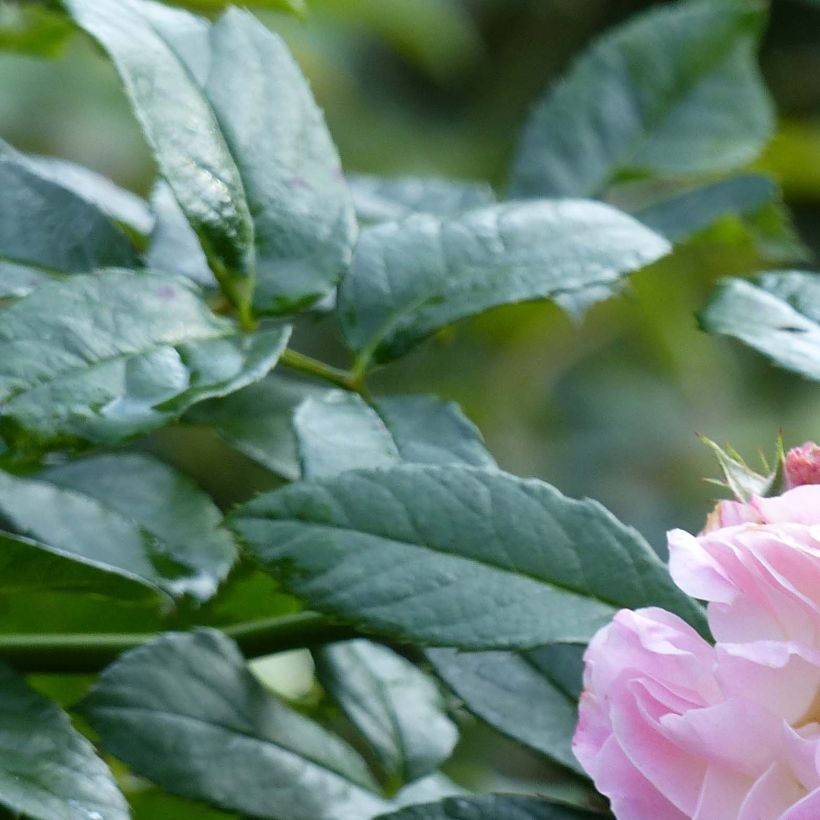 Rosal Bouquet Parfait (Follaje)