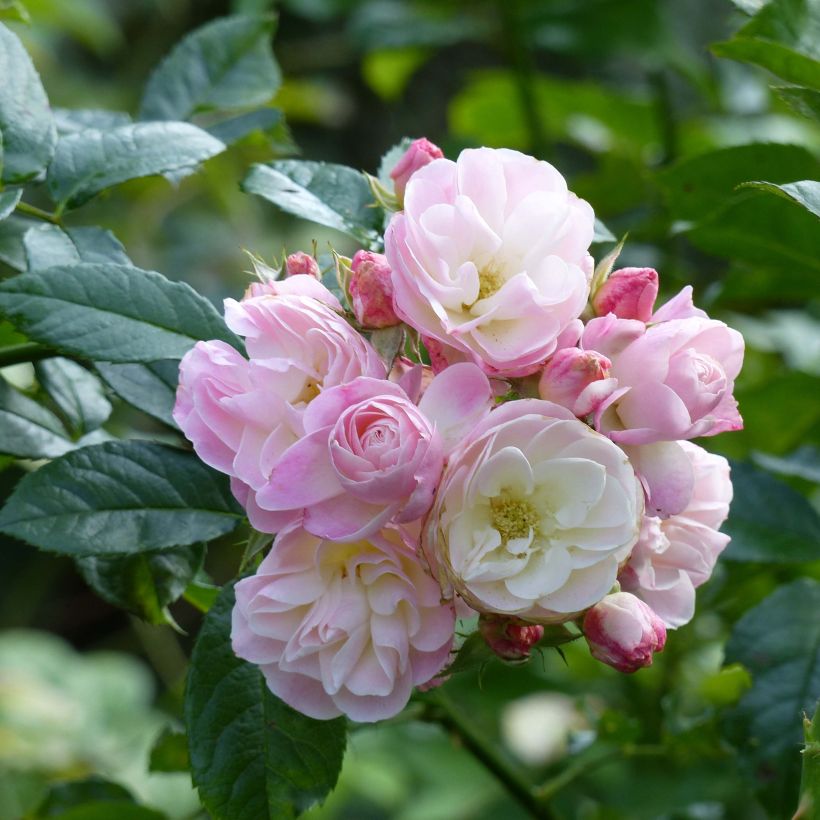 Rosal Bouquet Parfait (Floración)