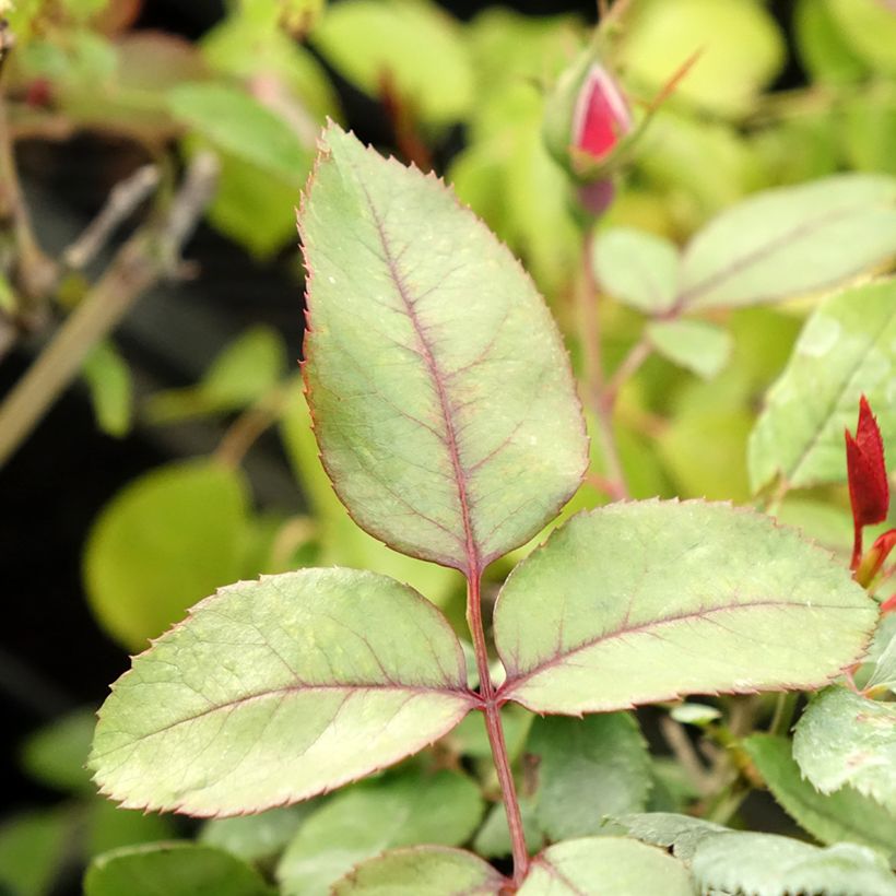 Rosal polyantha Cherry Bonica (Follaje)