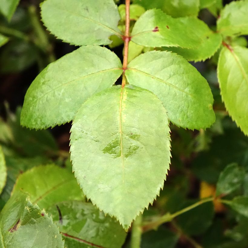 Rosal Novalis (Follaje)