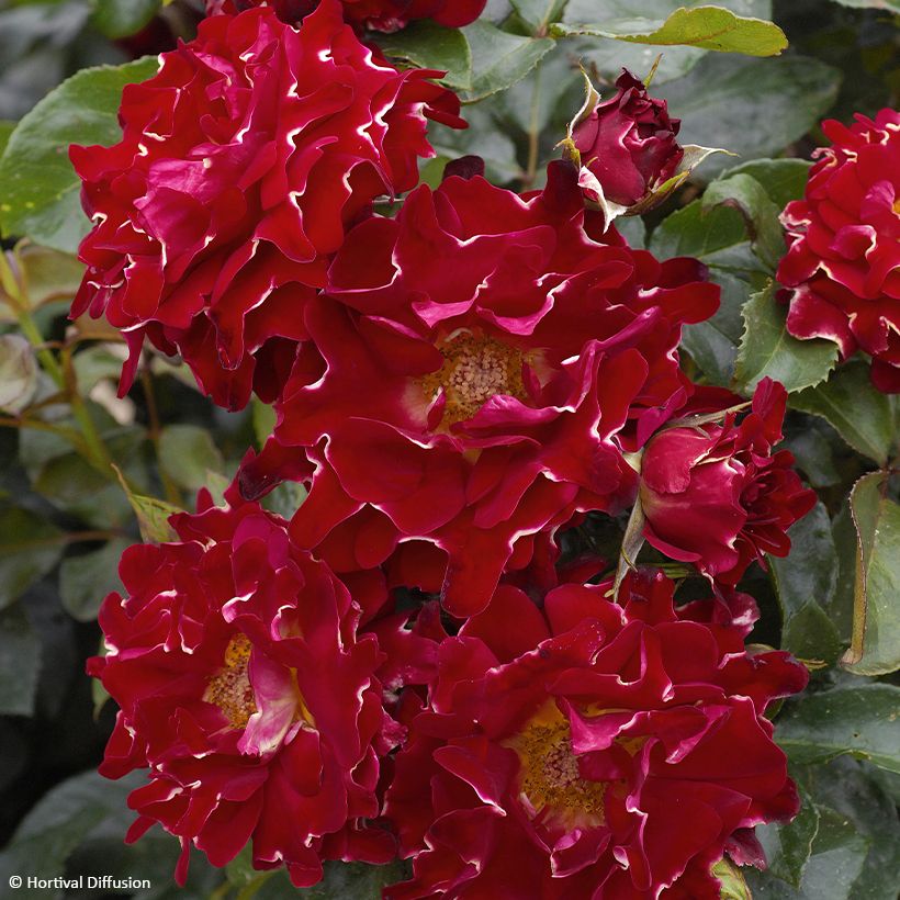 Rosal Red Lady Ruffles (Floración)