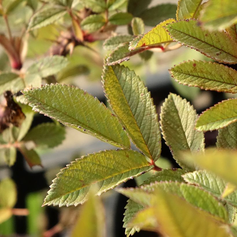 Rosal rugosa Strandperle (Follaje)