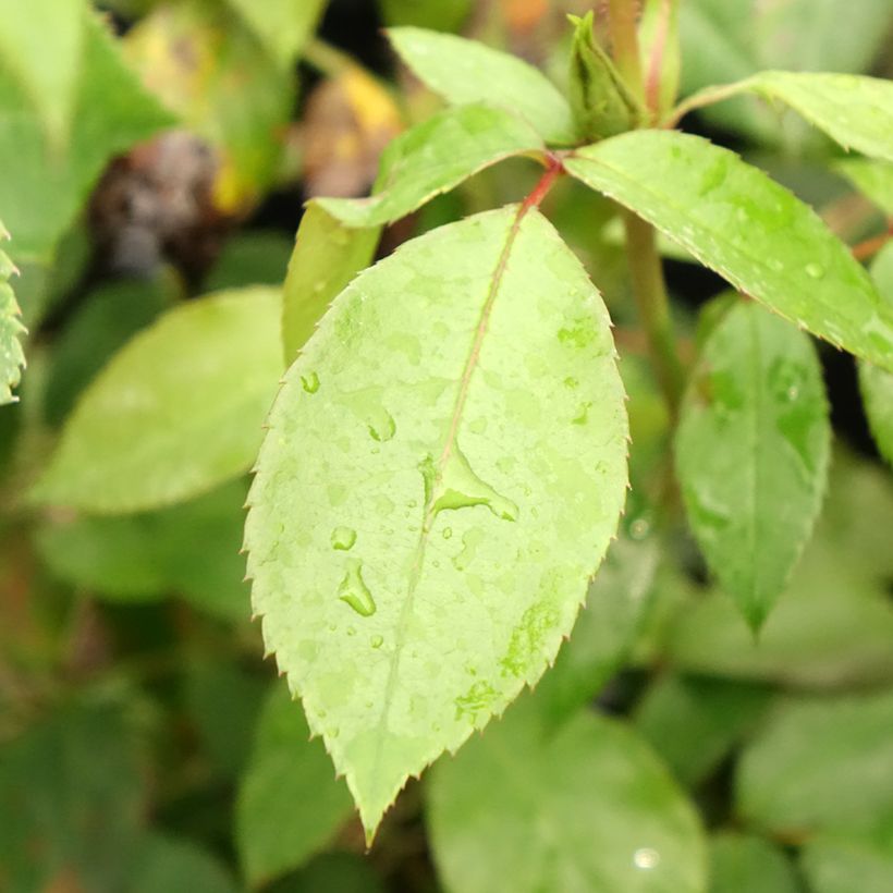 Rosal Eleganza Limona (Follaje)