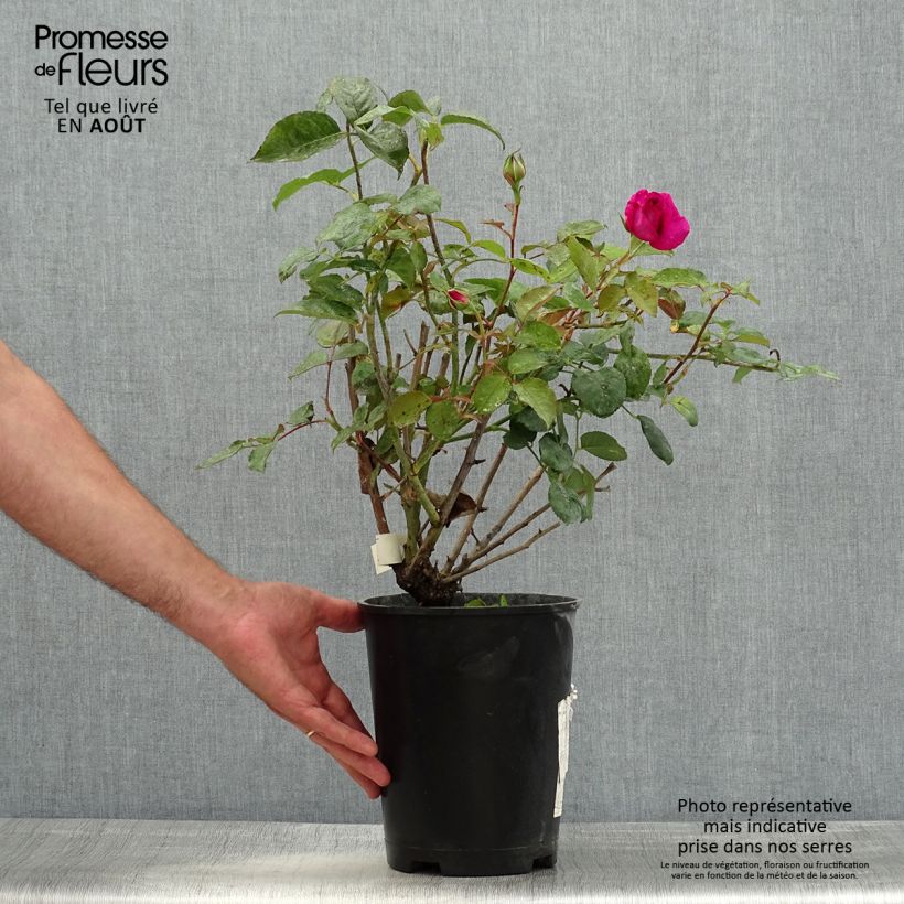 Ejemplar de Rosier à grandes fleurs Kazatchok - pot de 4L/5L entregado en verano