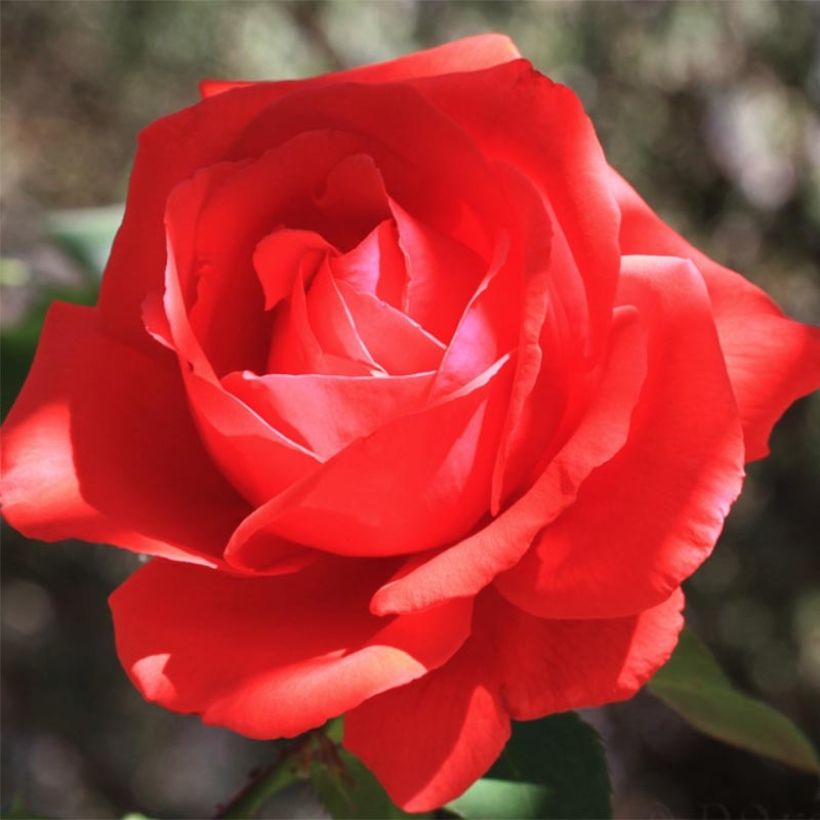 Rosal Nuage Parfumé (Floración)