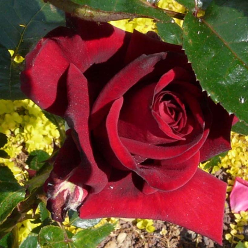 Rosal Rouge Adam (Floración)