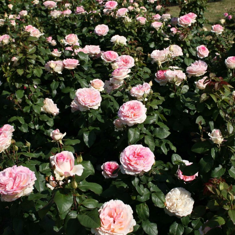 Rosal Souvenir de Baden-Baden (Porte)