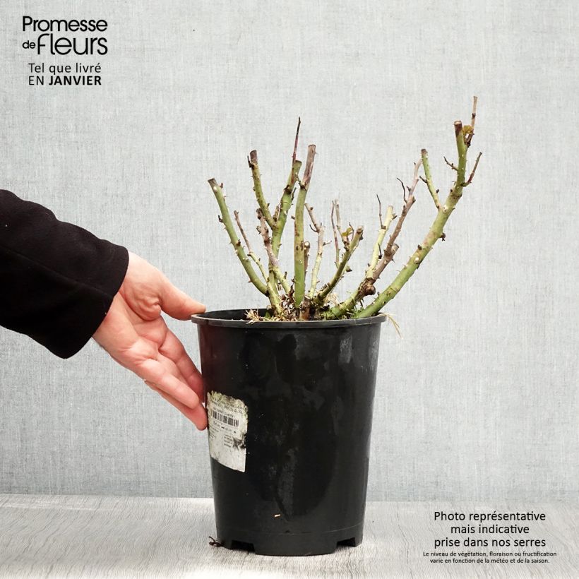 Rosier à pétales comestibles Tiramisu Bio - Pot de 4L/5L Ejemplar entregado en invierno