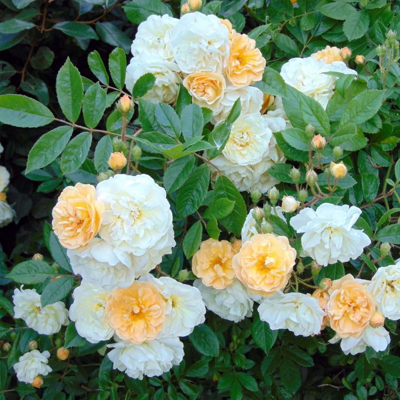 Rosal multiflora Ghislaine de Féligonde - Rosal trepadora (Floración)