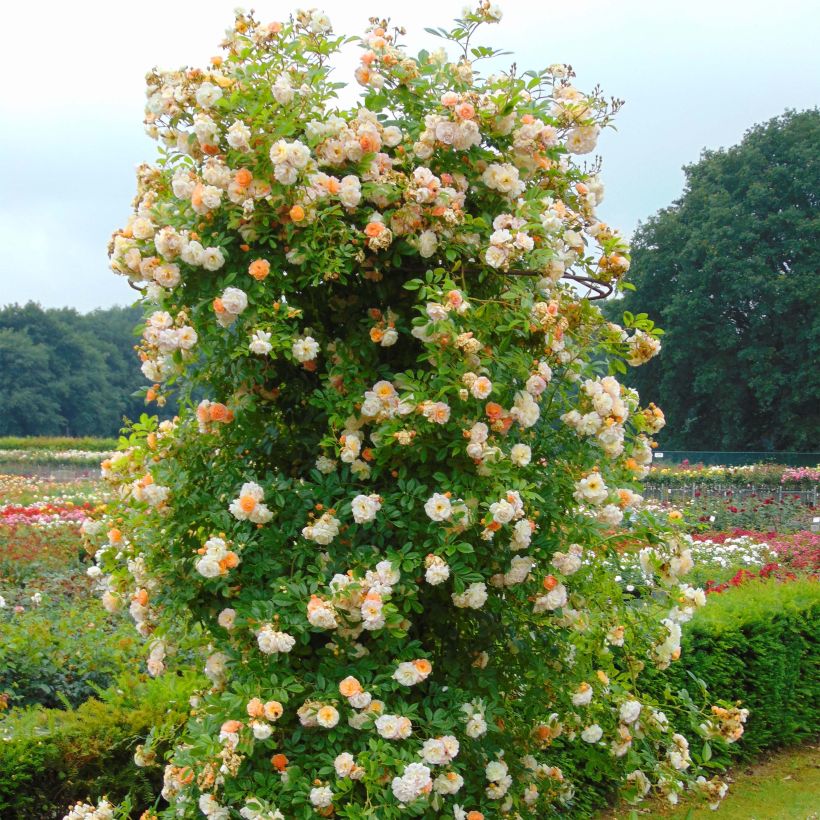 Rosal multiflora Ghislaine de Féligonde - Rosal trepadora (Porte)