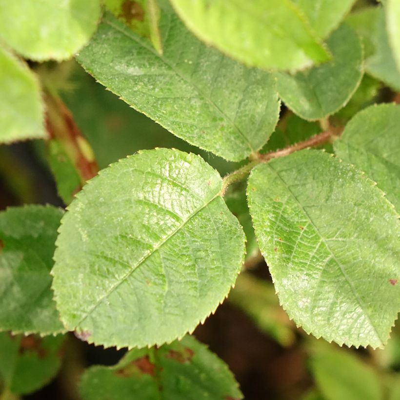 Rosal centifolia muscosa Henri Martin (Follaje)