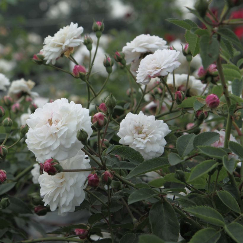 Rosal Little White Pet (Floración)