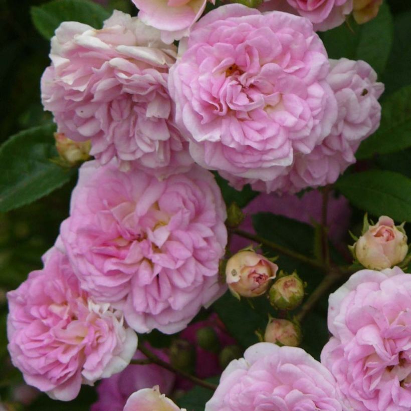 Rosal  trepadora Pink Ghislaine de Féligonde (Floración)