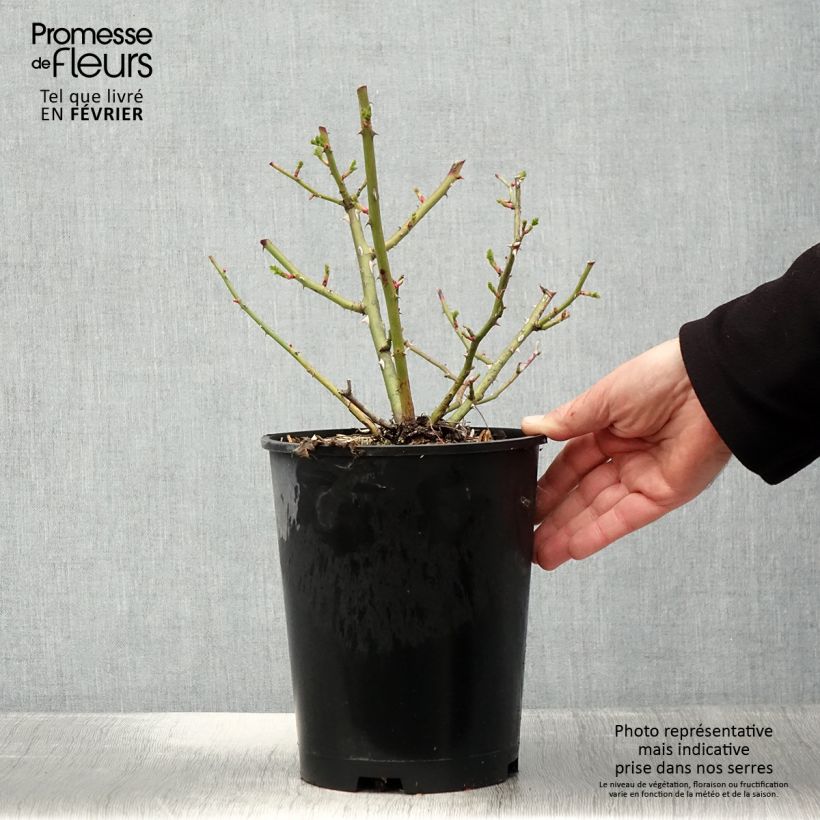 Rosier arbustif Annelies - en pot 4L/5L. Ejemplar entregado en invierno