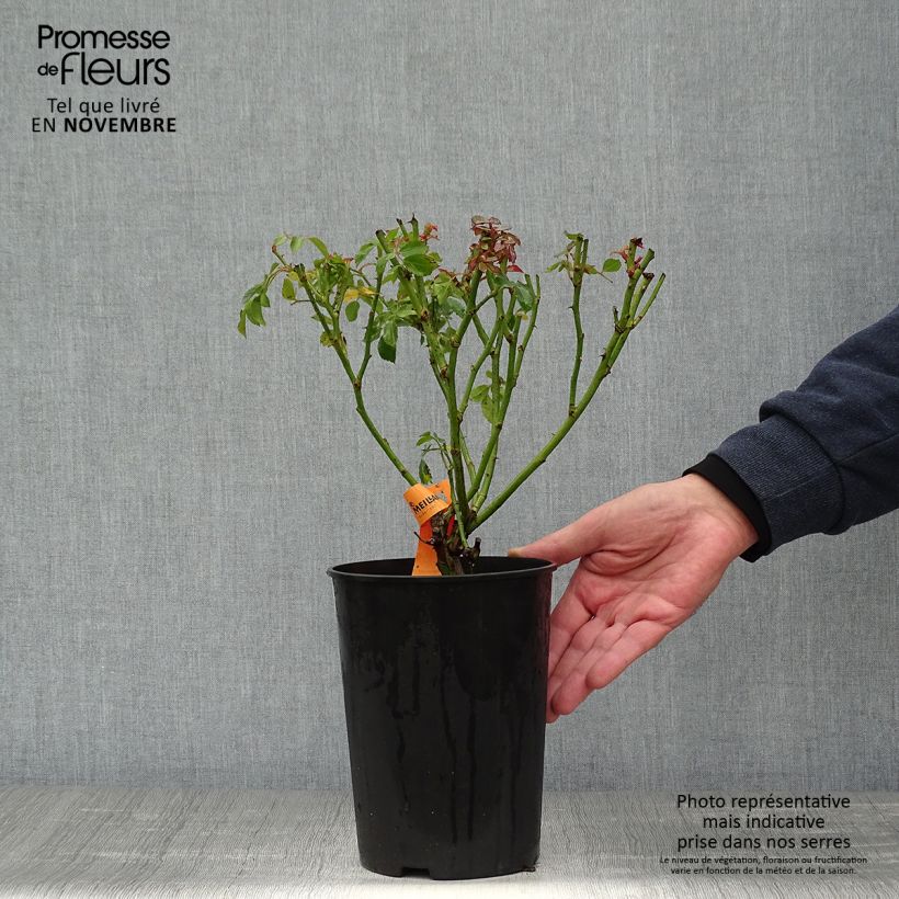 Ejemplar de Rosier arbustif Bonica en pot de 3L/4L entregado en otoño