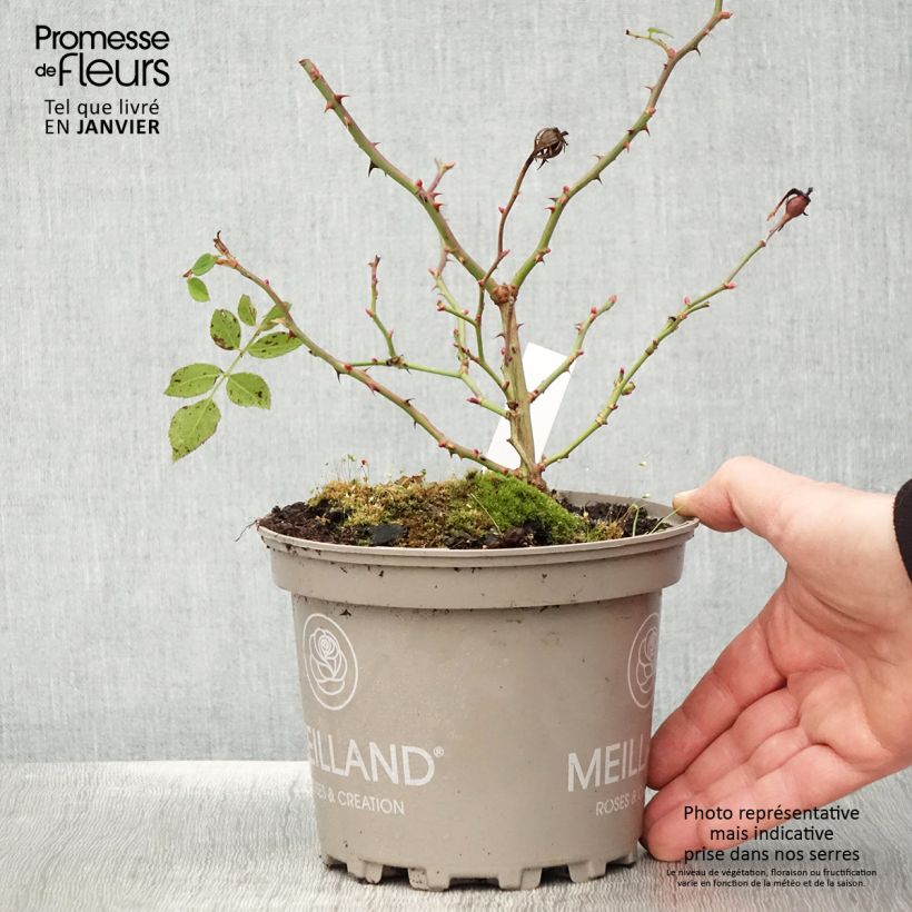 Rosier arbustif Friendly Purple Meicosme - Pot de 2L/3L Ejemplar entregado en invierno