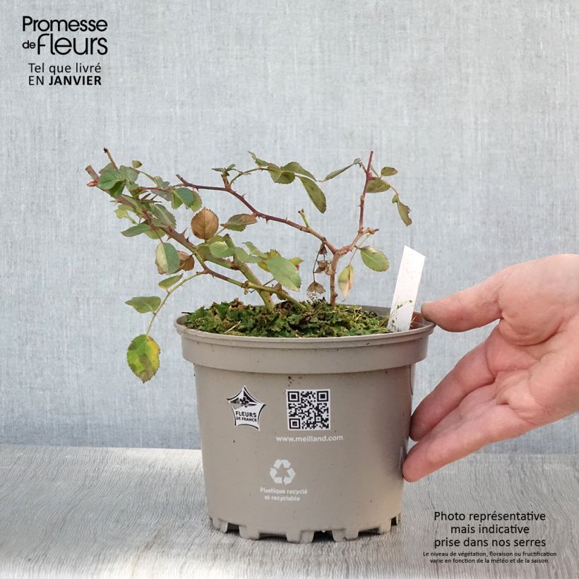 Rosier arbustif Friendly Red Meiariba - Pot de 2L/3L Ejemplar entregado en invierno