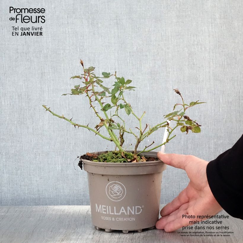 Rosier arbustif Friendly Sweet Meinatope - Pot de 2L/3L Ejemplar entregado en invierno