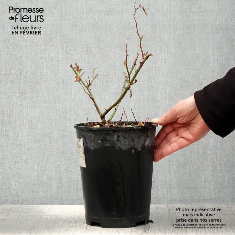 Rosier arbustif Frisson Frais - en pot de 4L/5L. Ejemplar entregado en invierno