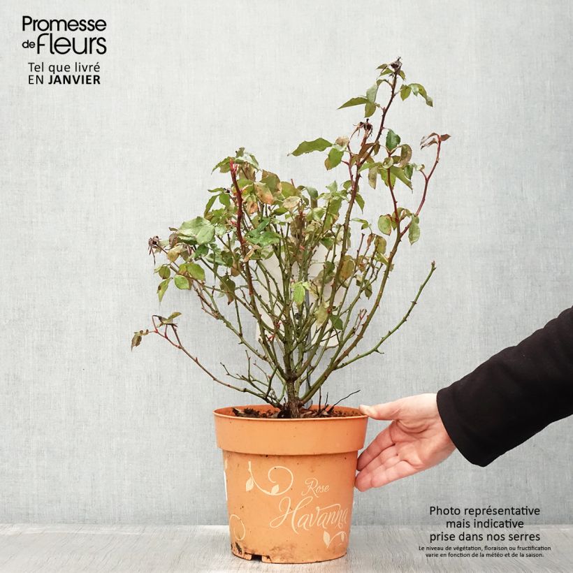 Rosier arbustif Havanna - Pot de 6L/7L Ejemplar entregado en invierno