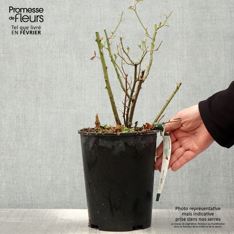 Rosier arbustif Heavenly Pink - en pot 4L/5L. Ejemplar entregado en invierno