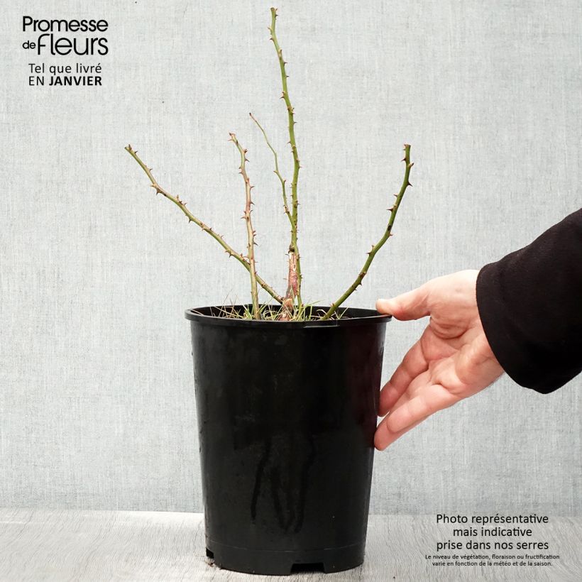 Rosier arbustif Matchball - en pot de 4L/5L. Ejemplar entregado en invierno