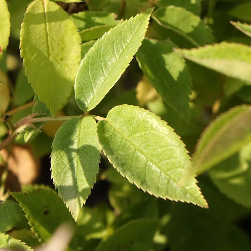 Rosal Petite de Terre Franche (Follaje)