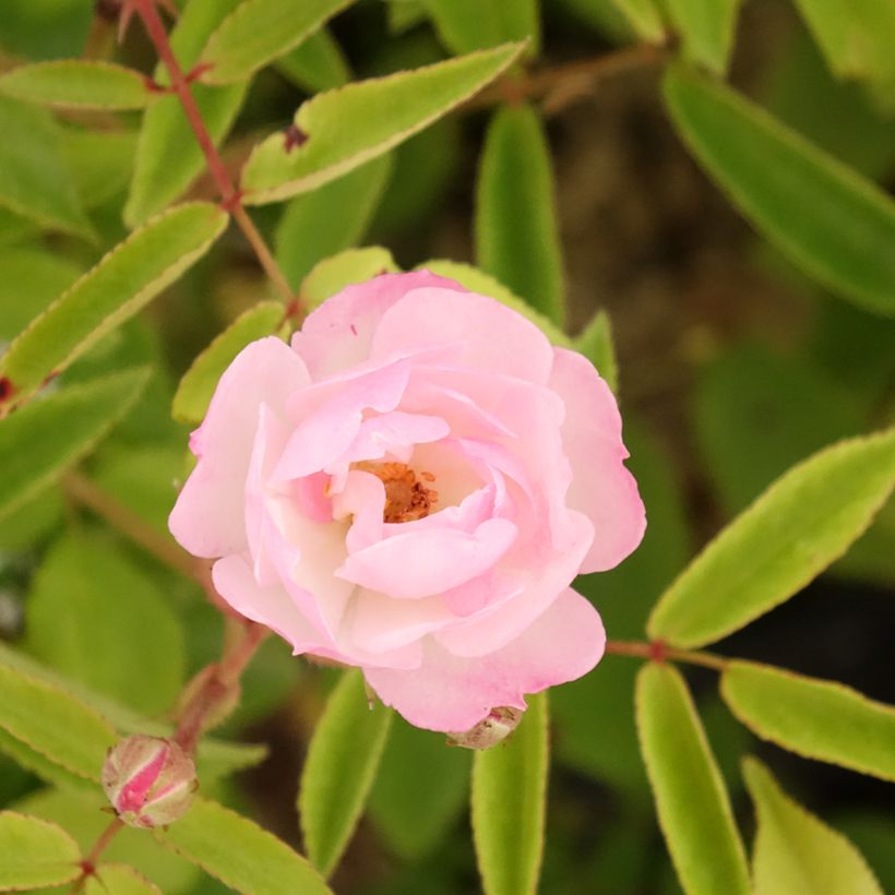 Rosal Petite de Terre Franche (Floración)