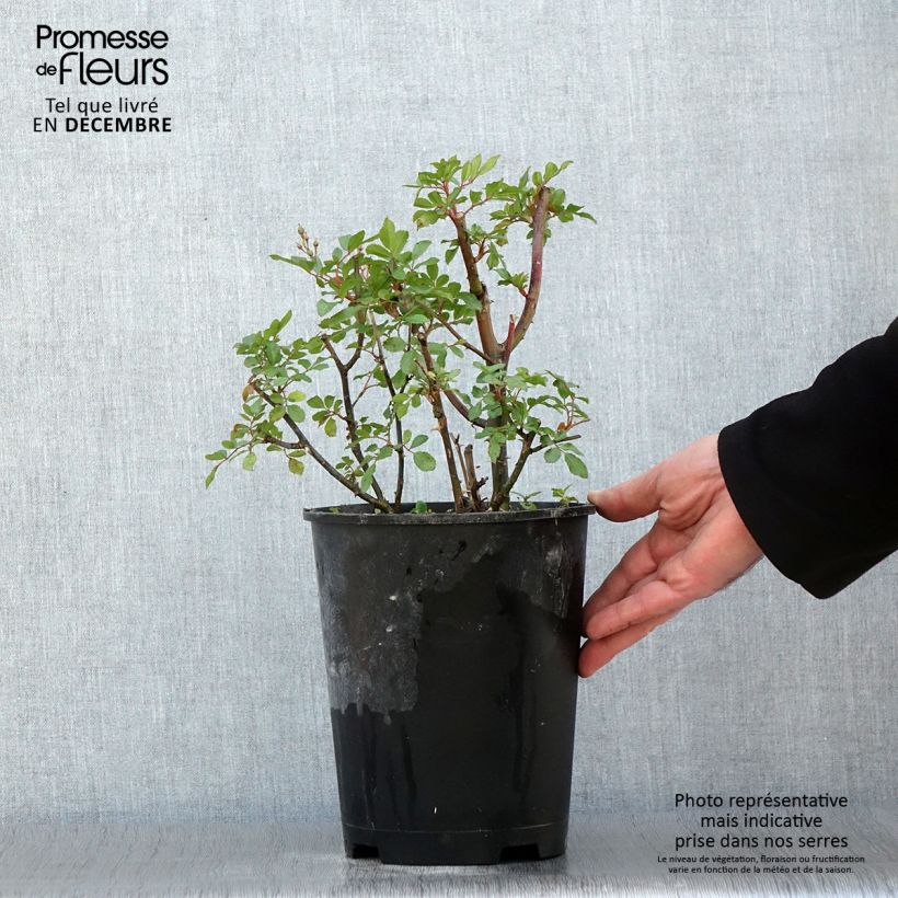 Ejemplar de Rosier arbustif Puccini - en pot 4L/5L. entregado en otoño