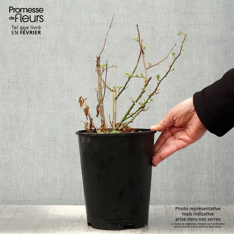 Rosier arbustif Puccini - en pot 4L/5L. Ejemplar entregado en invierno