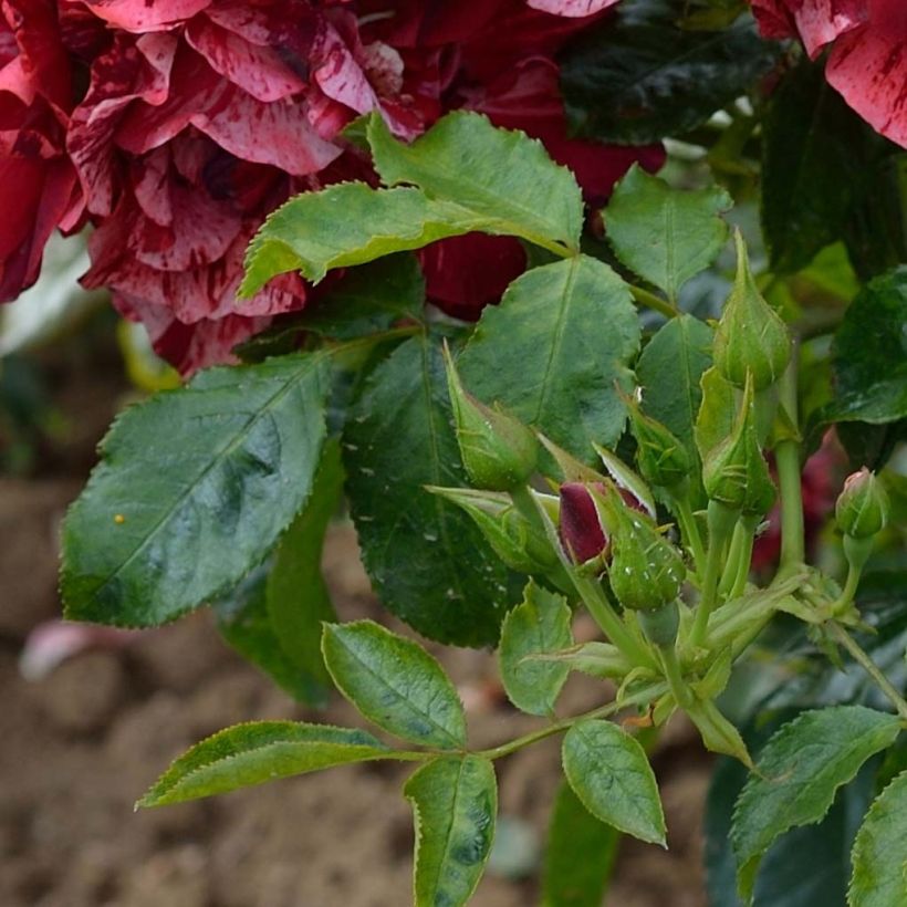 Rosal La Reine de la Nuit (Follaje)