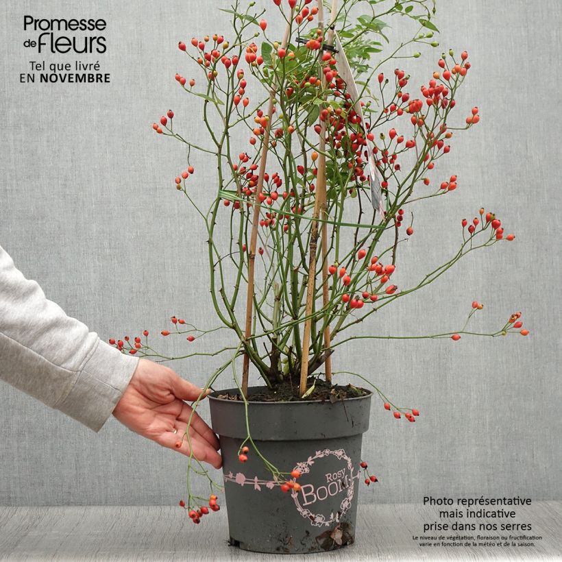 Ejemplar de Rosier arbustif Rosy Boom Dynamic Hip Hop  - Pot de 6L/7L entregado en otoño