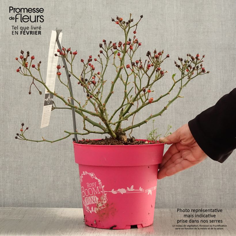 Rosier arbustif Rosy Boom Mini - Pot de 6L/7L Ejemplar entregado en invierno