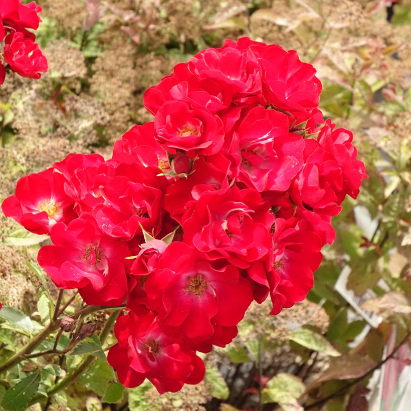 Rosal Rosy Boom rouge La Belle Rouge (Floración)