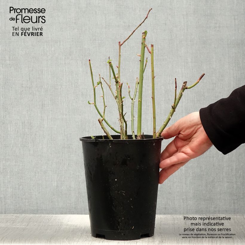 Rosier arbustif Waterloo - en pot de 4L/5L Ejemplar entregado en invierno