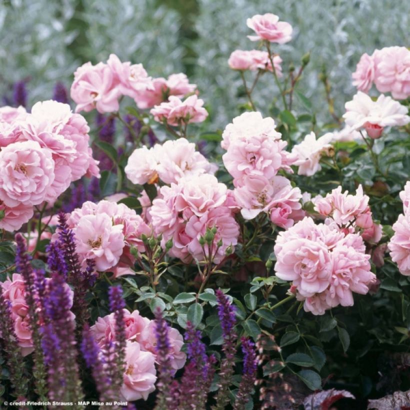 Rosal Bonica (Floración)