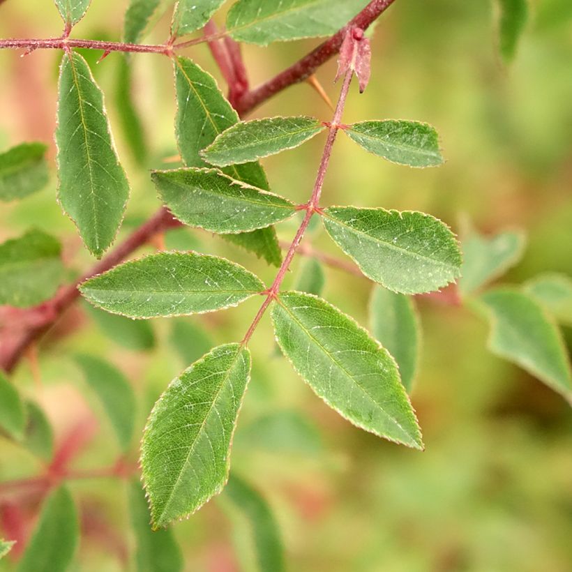 Rosal pendulina Bourgogne (Follaje)