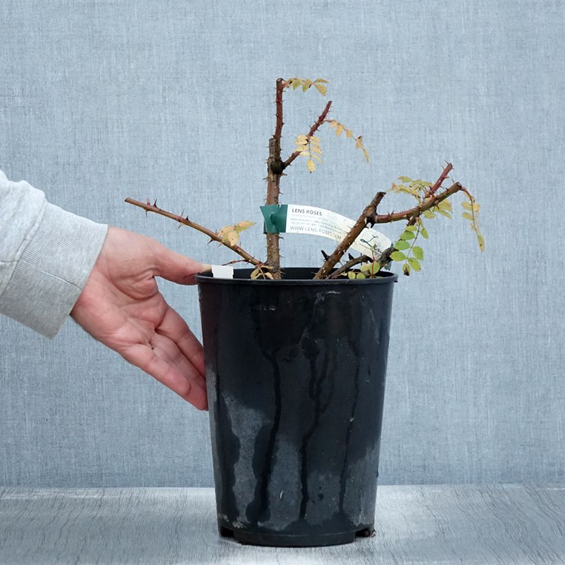 Ejemplar de Rosal pendulina Bourgogne entregado en otoño